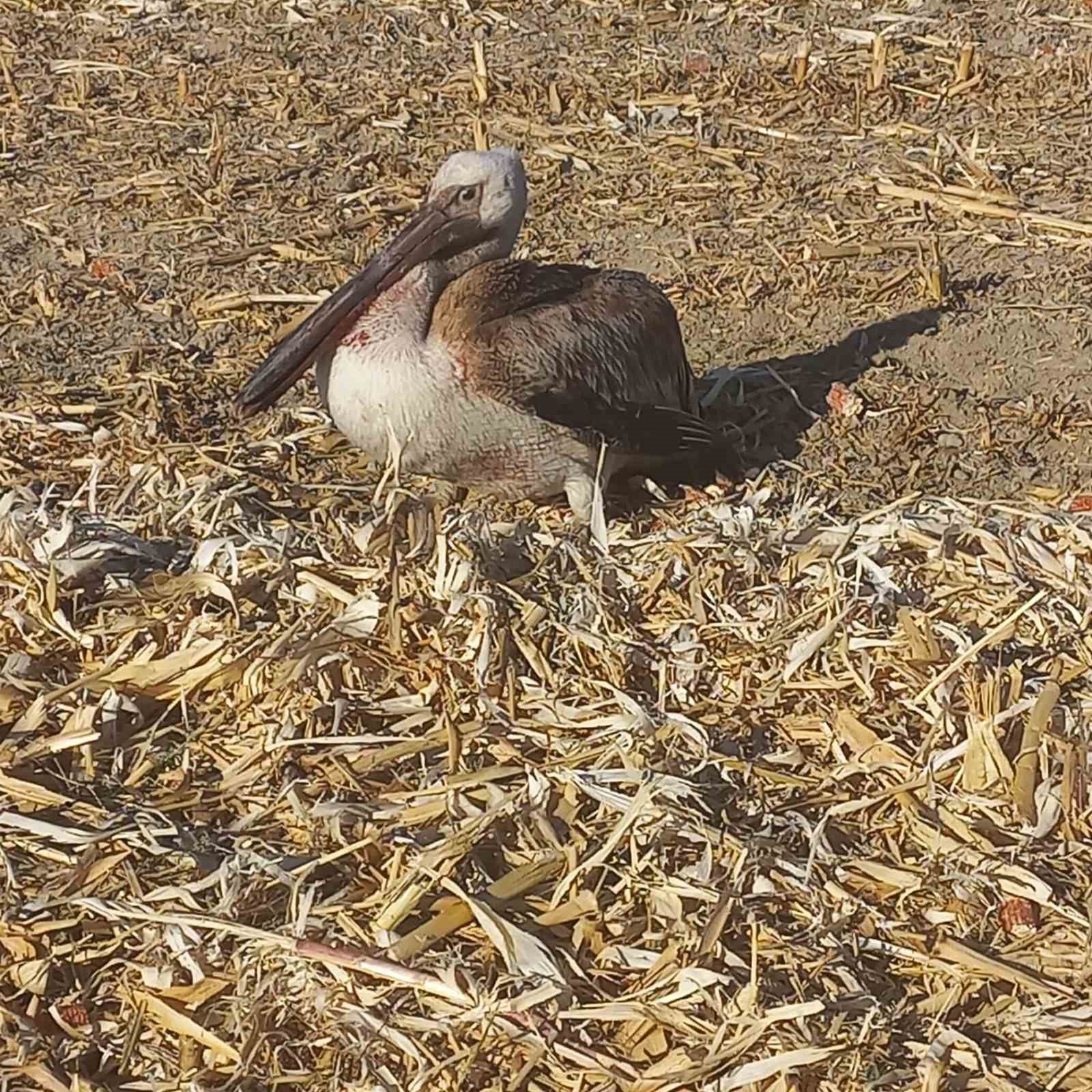 Yaralı pelikana vatandaşlardan yardım eli