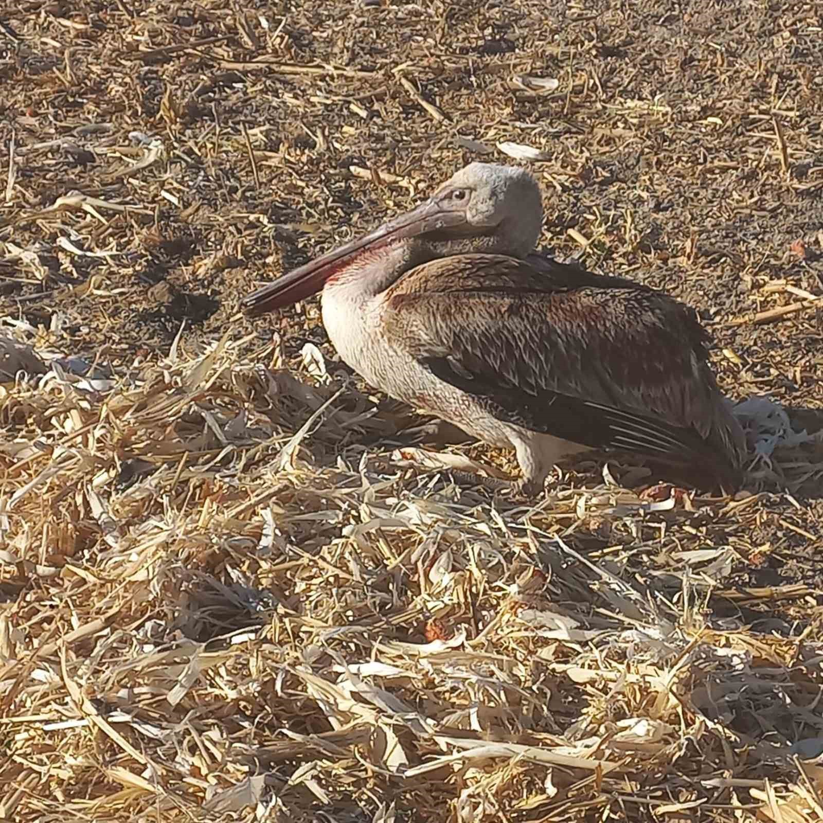 Yaralı pelikana vatandaşlardan yardım eli
