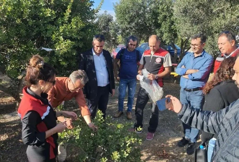 Sakız Ağacı için Aydınlı üreticilerden Çeşme’ye ziyaret