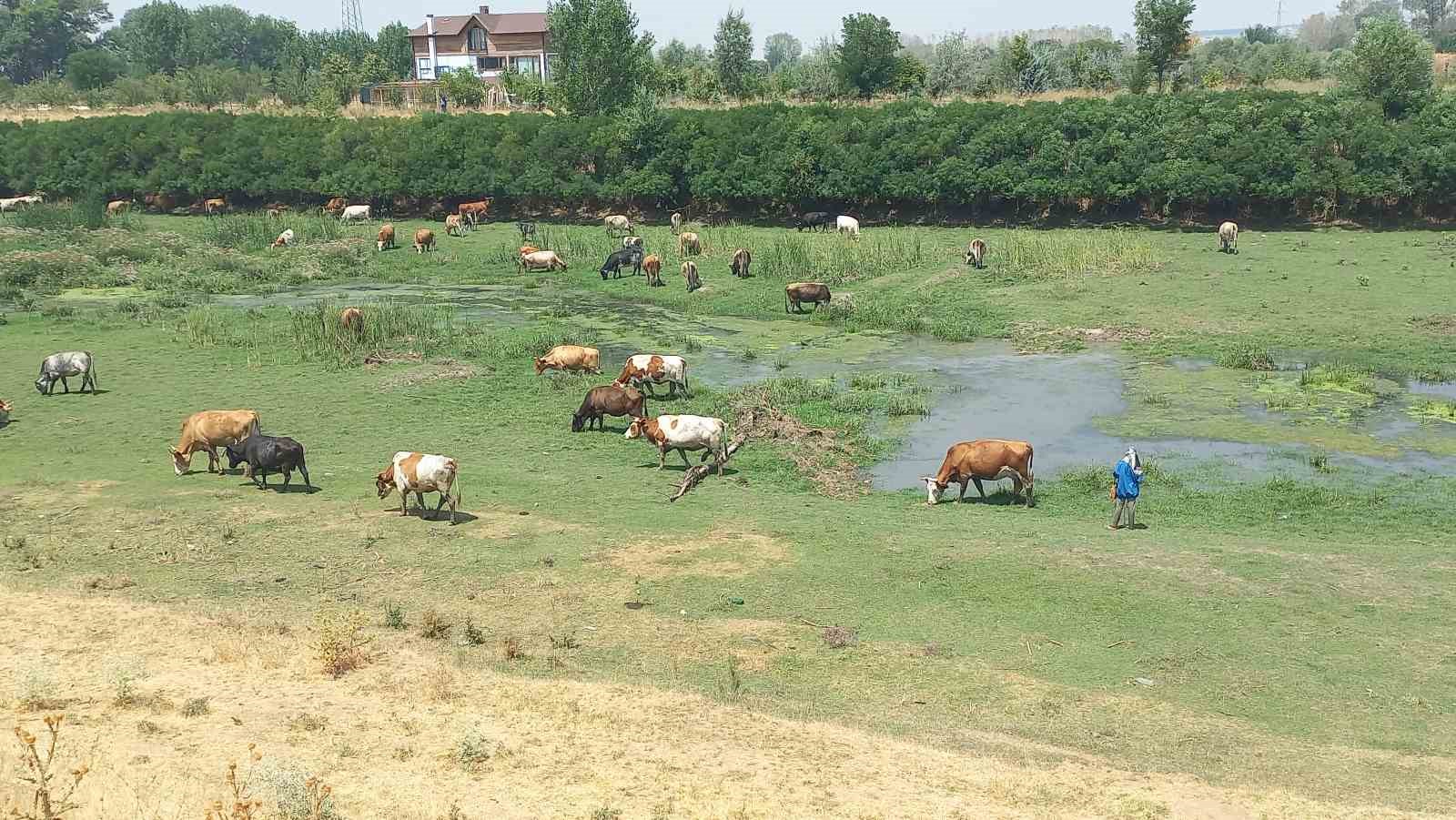 Gıda g&uuml;venliği kamu denetimiyle sağlanmalı
