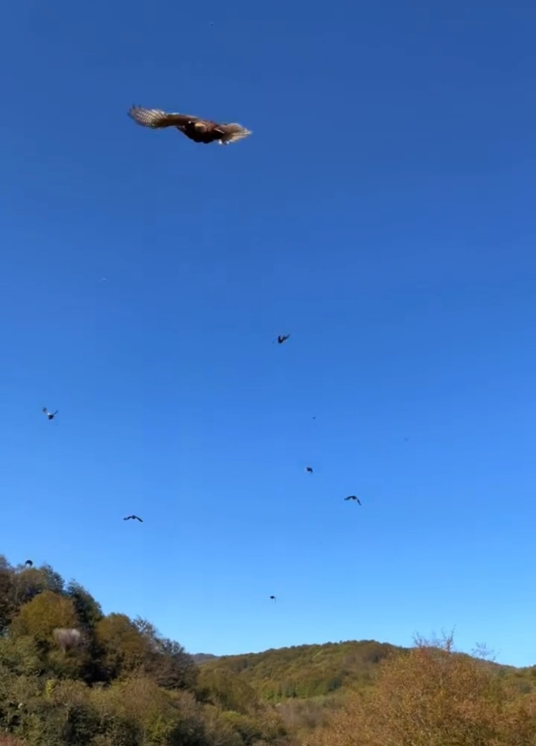 Kokarca istilasına karşı 250 sülün doğaya salındı
