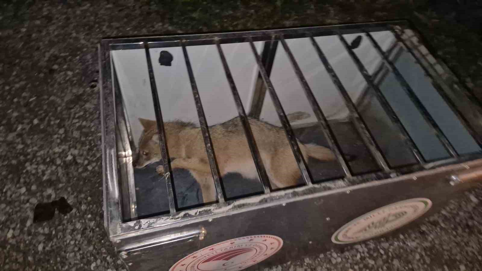 Ekipler gelene kadar çarptıkları tilkinin başından ayrılmadılar