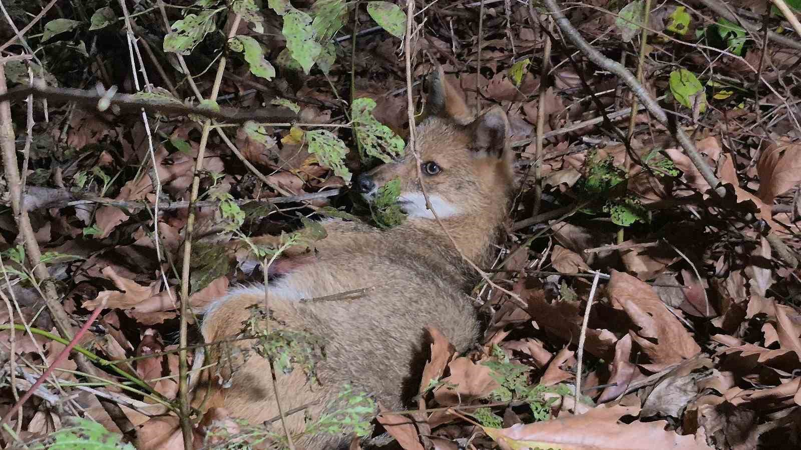 Ekipler gelene kadar çarptıkları tilkinin başından ayrılmadılar