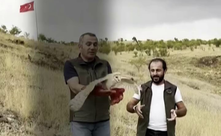 Pe&ccedil;eli baykuş yeniden yaban hayatta
