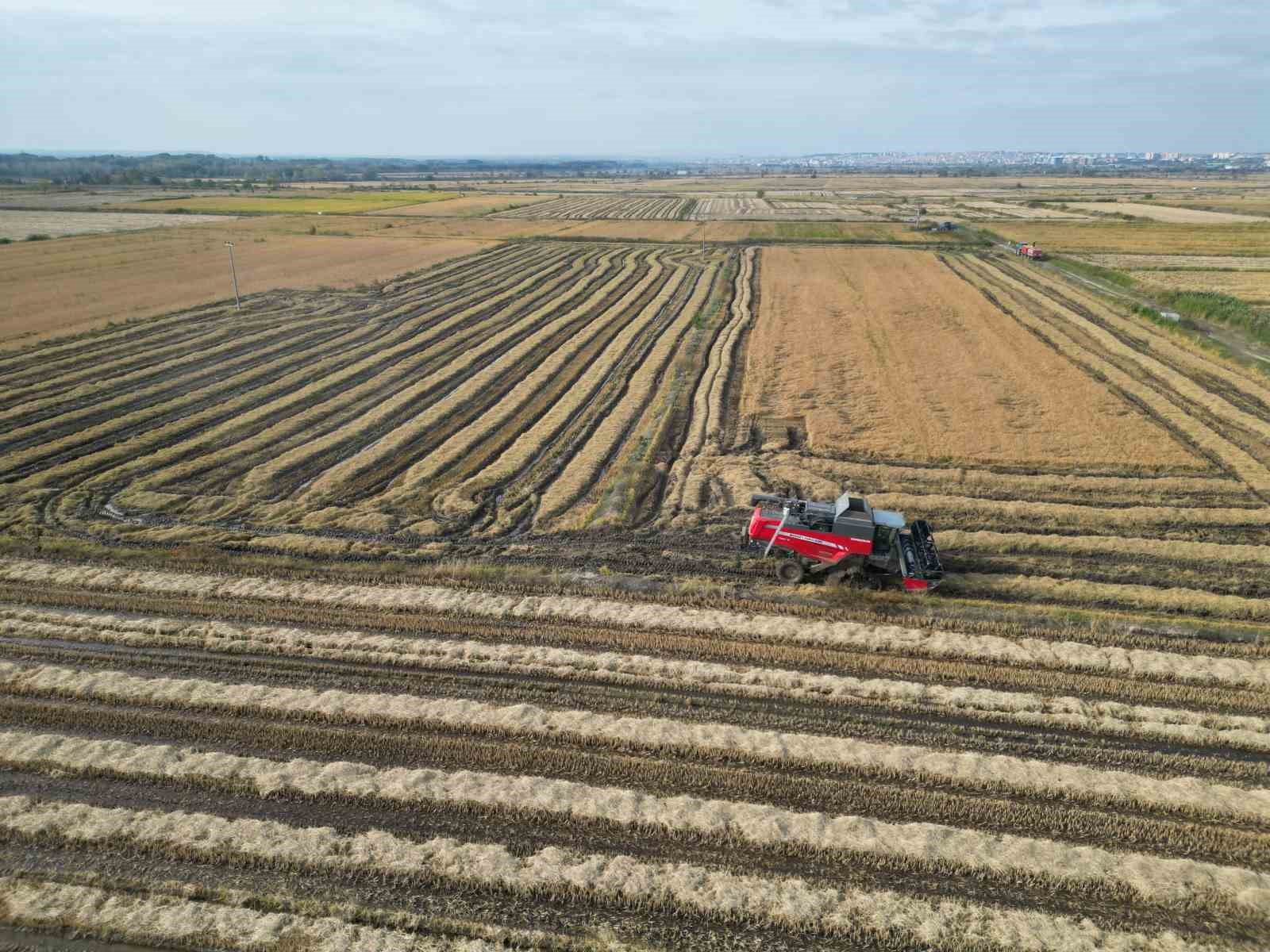 Çeltik hasadı başladı
