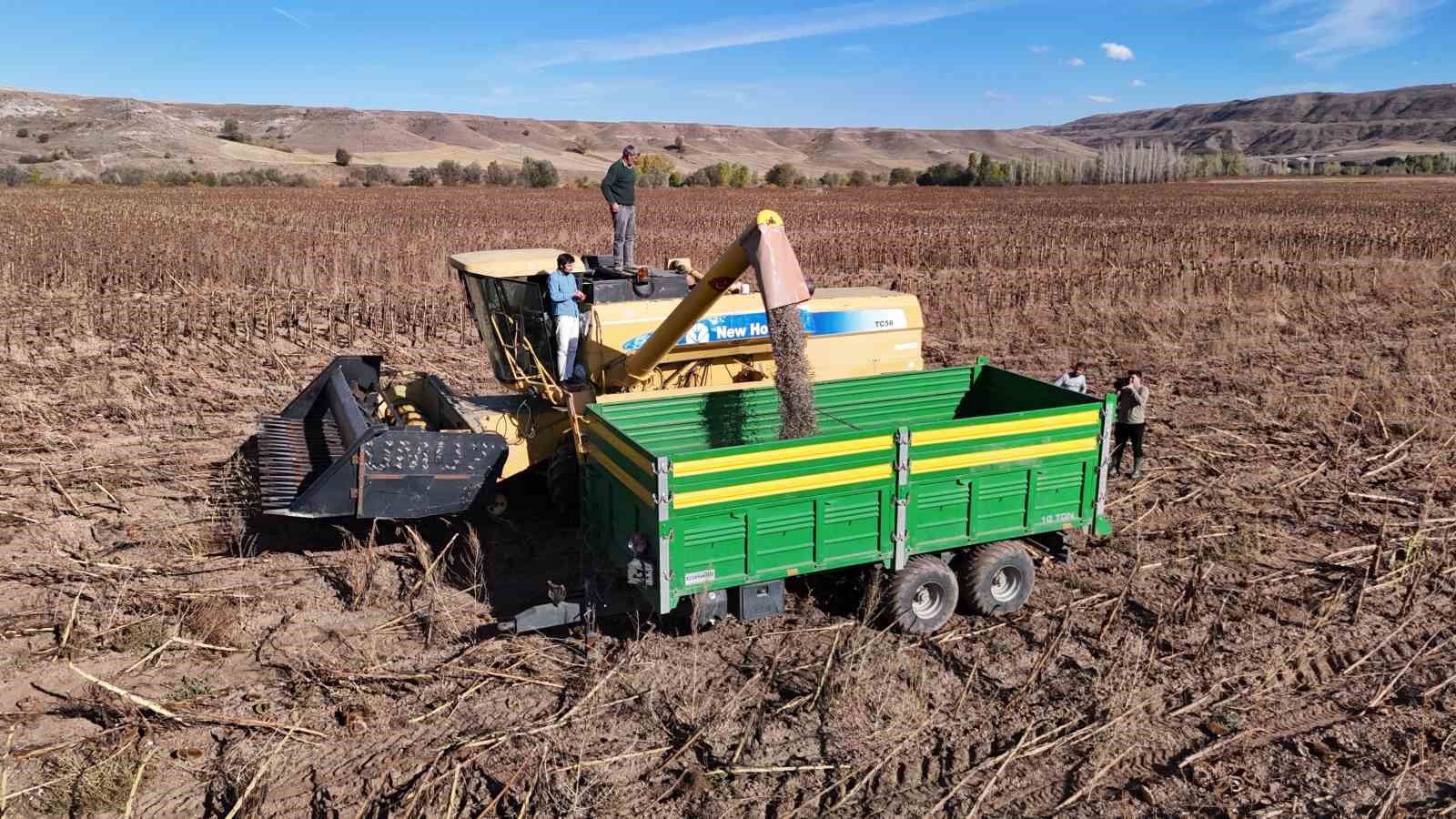 Boynunu eğen günebakanlar, üreticinin yüzünü güldürdü