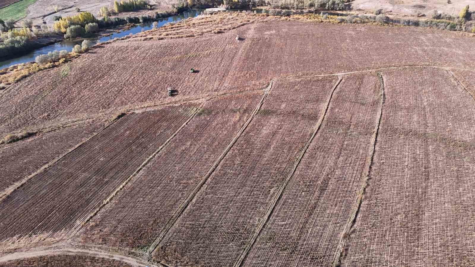 Boynunu eğen günebakanlar, üreticinin yüzünü güldürdü