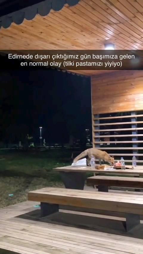 Yavru tilki doğum günü pastasına kondu