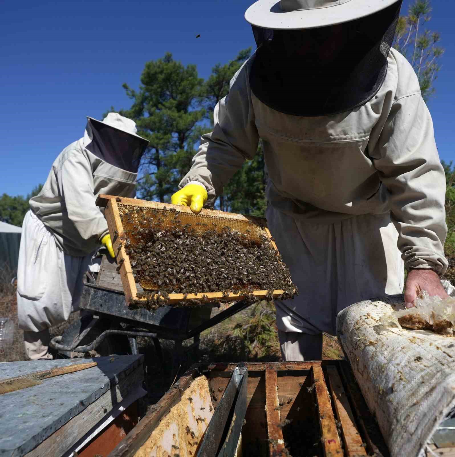 Çam balında rekolte sevinci
