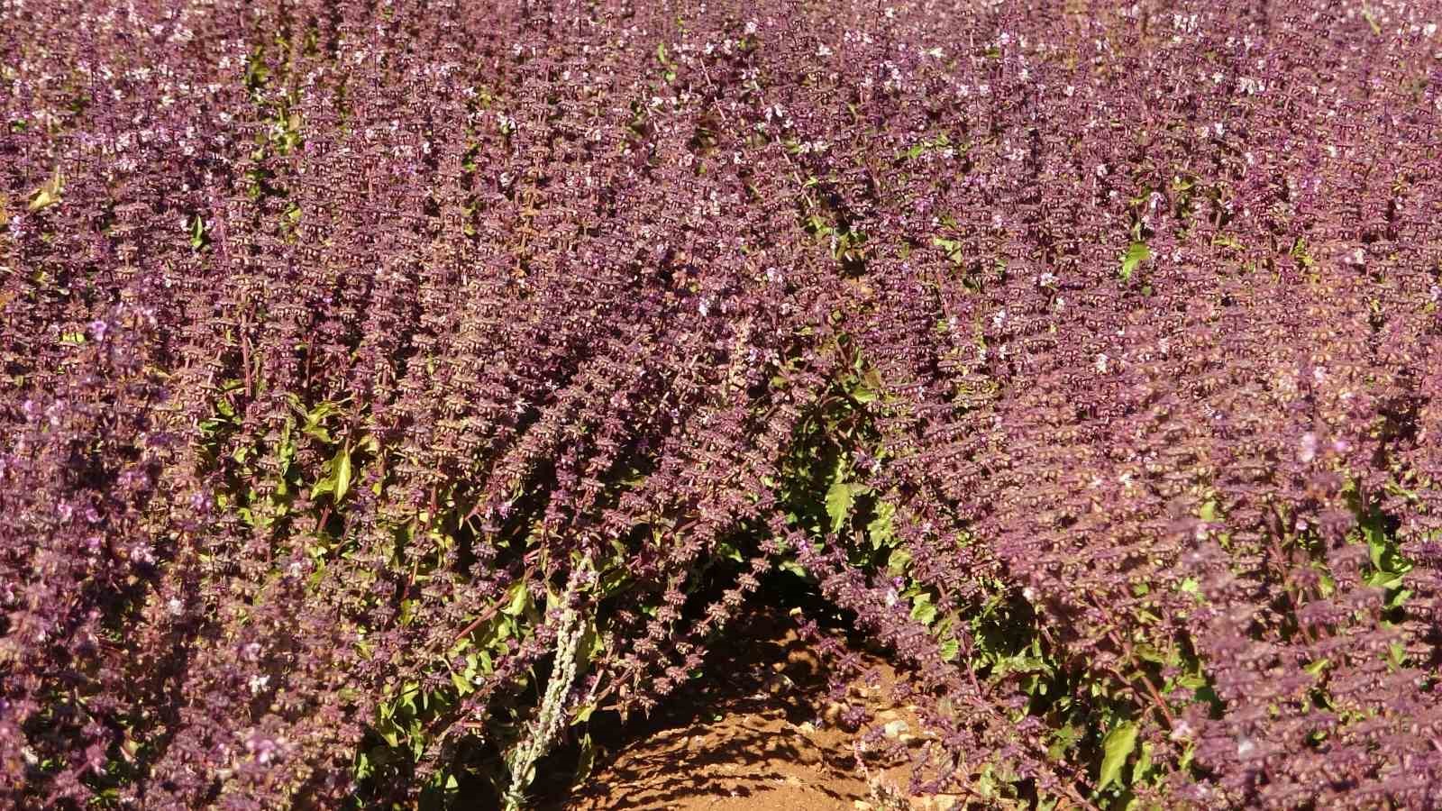 Reyhan tohuma bırakıldı, arılar bal üretti