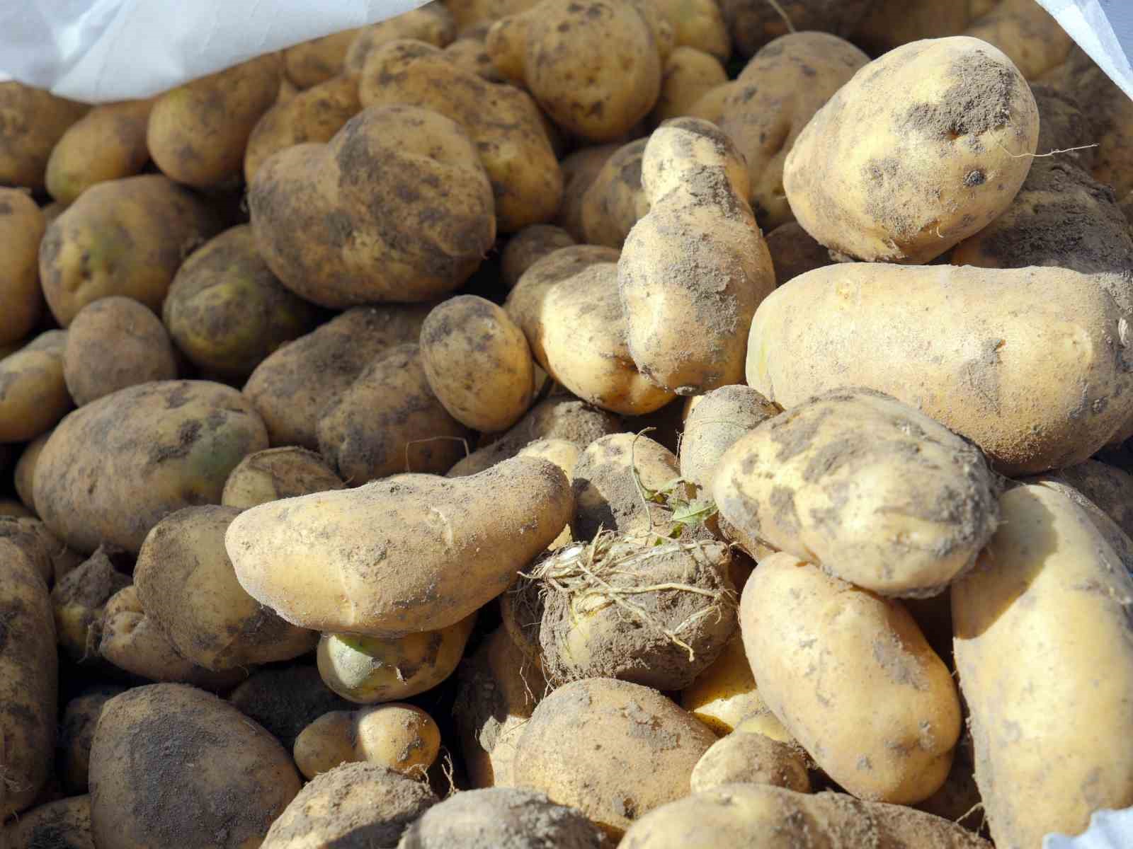 Kastamonu’da patates hasadı sürüyor
