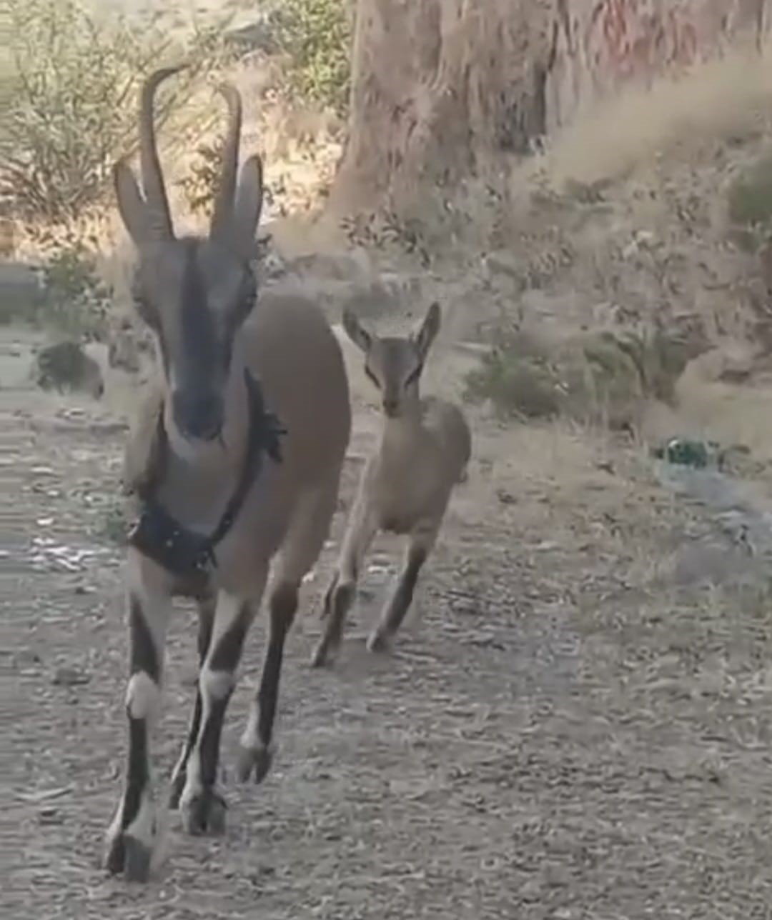 Kazankaya Kanyonu’na bırakılan keçiler yavrulayıp çoğalıyor
