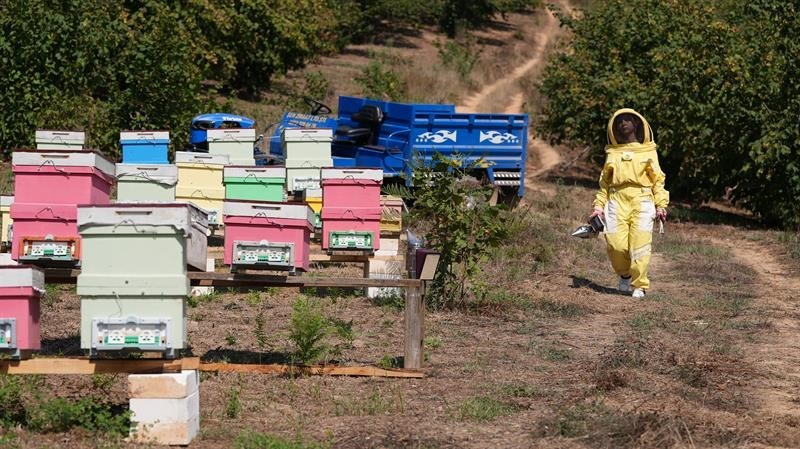 Genç arıcıların hikayeleri Roma’da gösterime girdi
