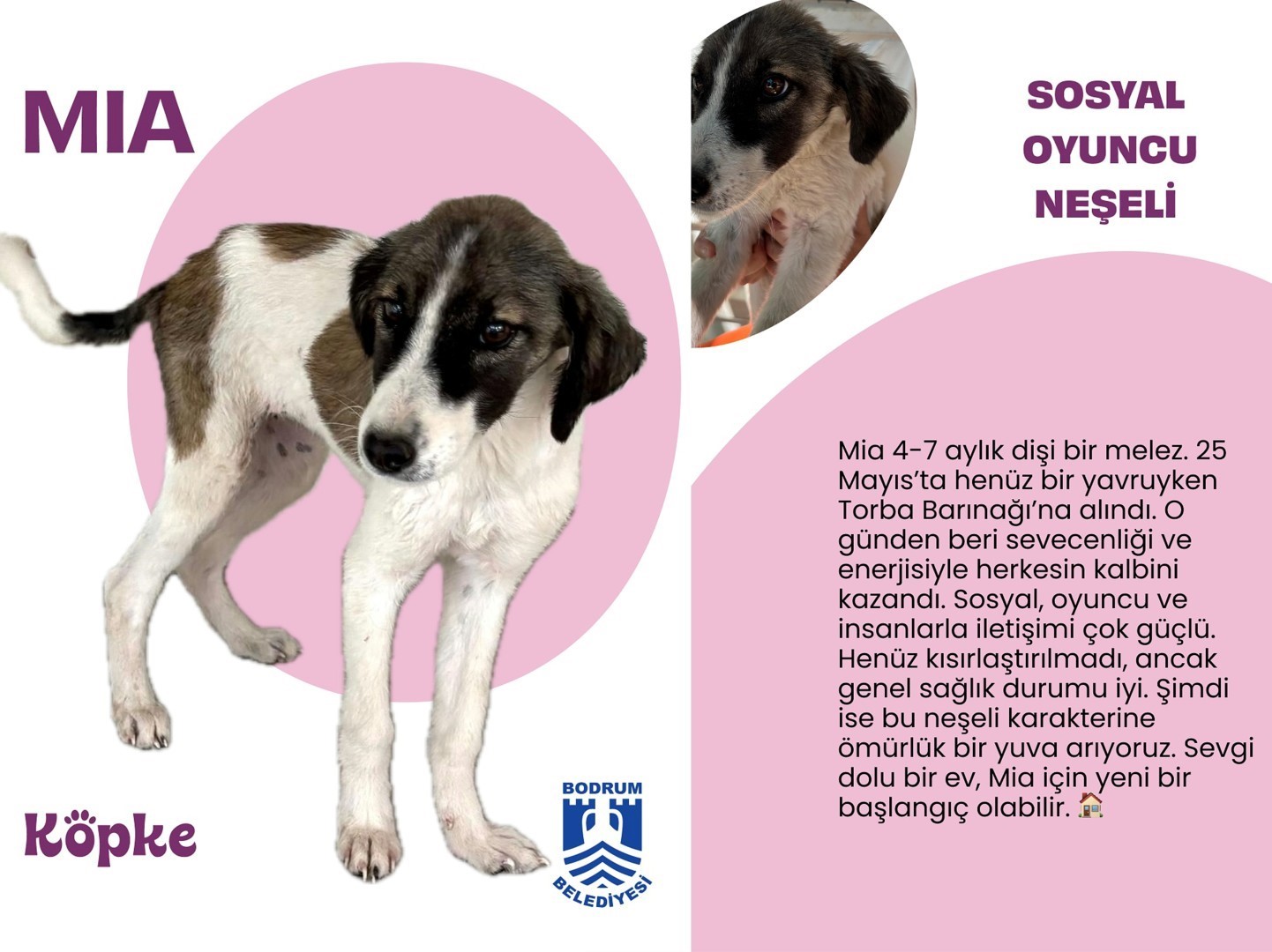 Bodrum Belediyesi Yuvalandırma Platformu hayata geçti