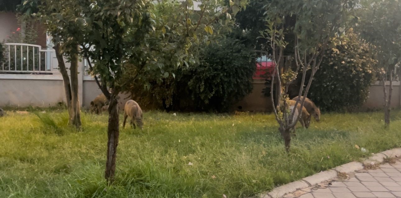 Marmaris&rsquo;te yaban domuzlarının yeni adresi mezarlıklar
