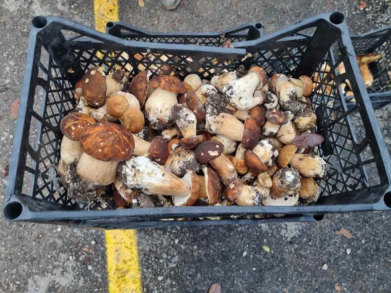 Sinop’tan Avrupa’ya mantar ihracatı