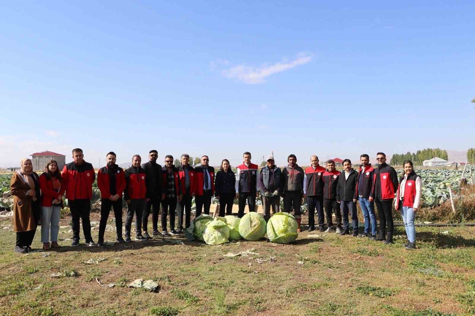 Patnos’ta Lahana hasadı başladı