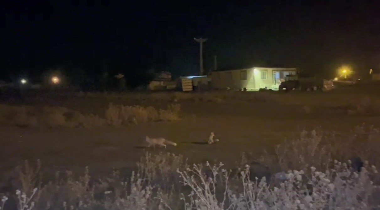 Kars’ta havalar soğudu tilkiler köye indi