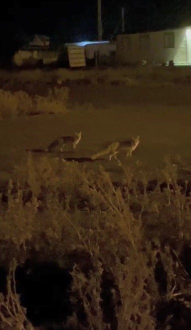 Kars&rsquo;ta havalar soğudu tilkiler k&ouml;ye indi
