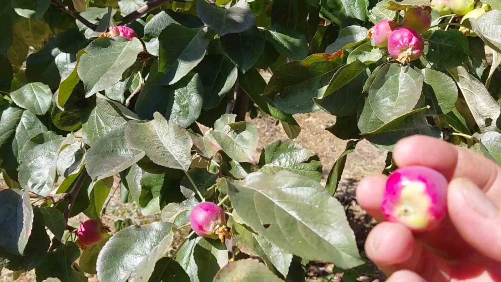 Ekim ayında çiçek açan ağaçlar meyve vermeye başladı