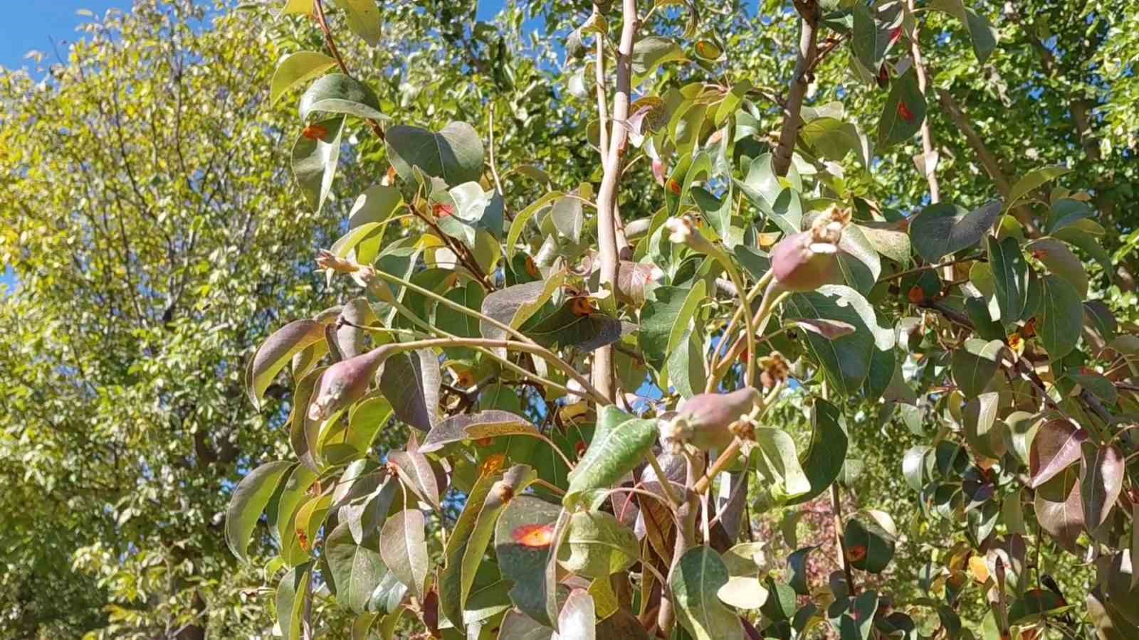 Ekim ayında &ccedil;i&ccedil;ek a&ccedil;an ağa&ccedil;lar meyve vermeye başladı
