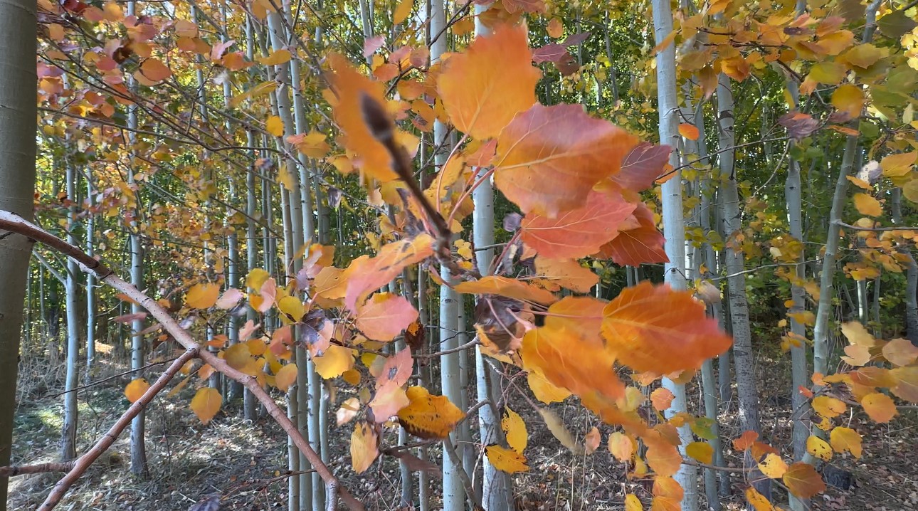 Y&uuml;ksekova&rsquo;da sonbahar ihtişamı: Kırmızı, sarı ve yeşil Cilo eteklerini cennete &ccedil;evirdi
