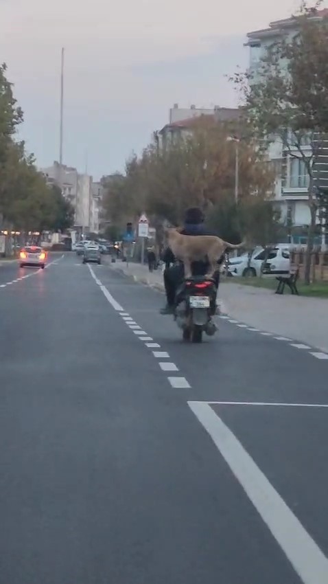 Çanakkale’de motor artçısı görenleri hem şaşırttı hem neşelendirdi
