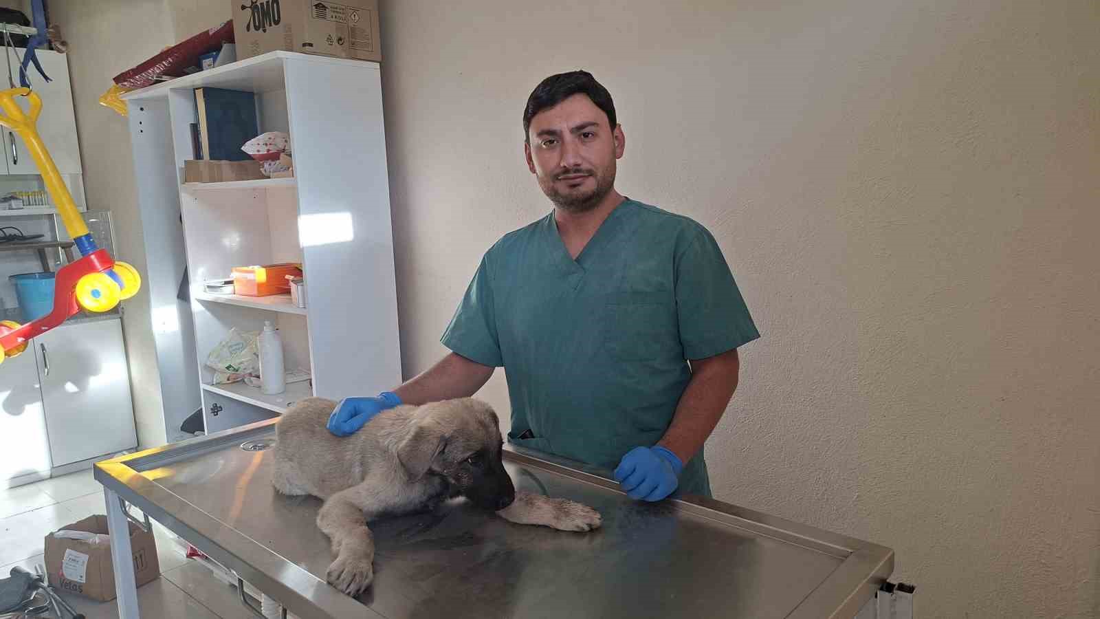 Yaralı sokak köpeğine belediye sahip çıktı