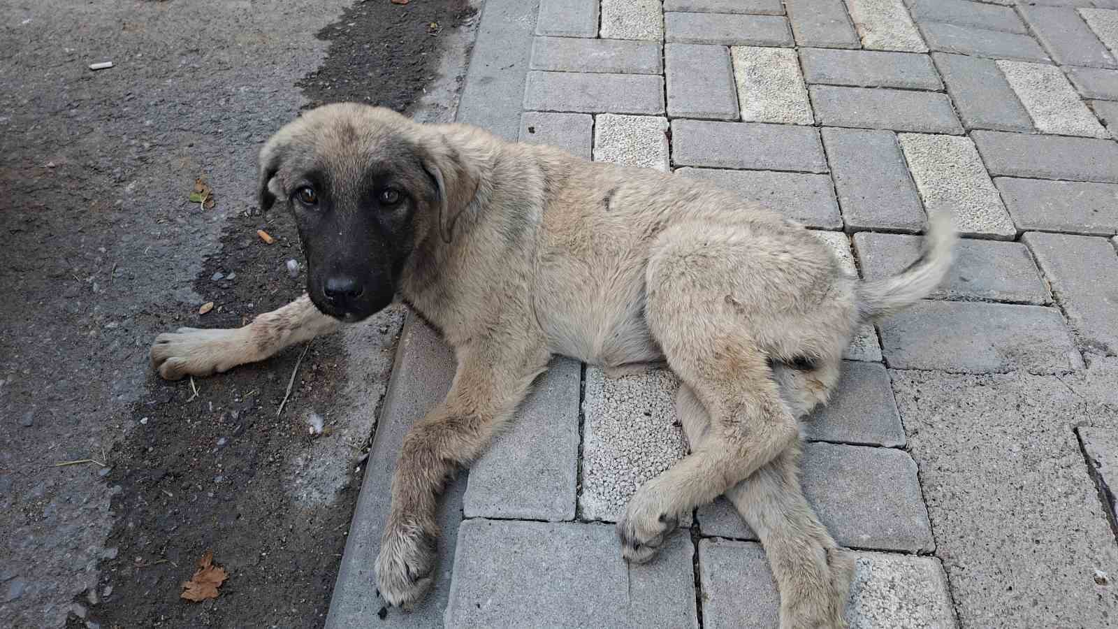 Yaralı sokak k&ouml;peğine belediye sahip &ccedil;ıktı
