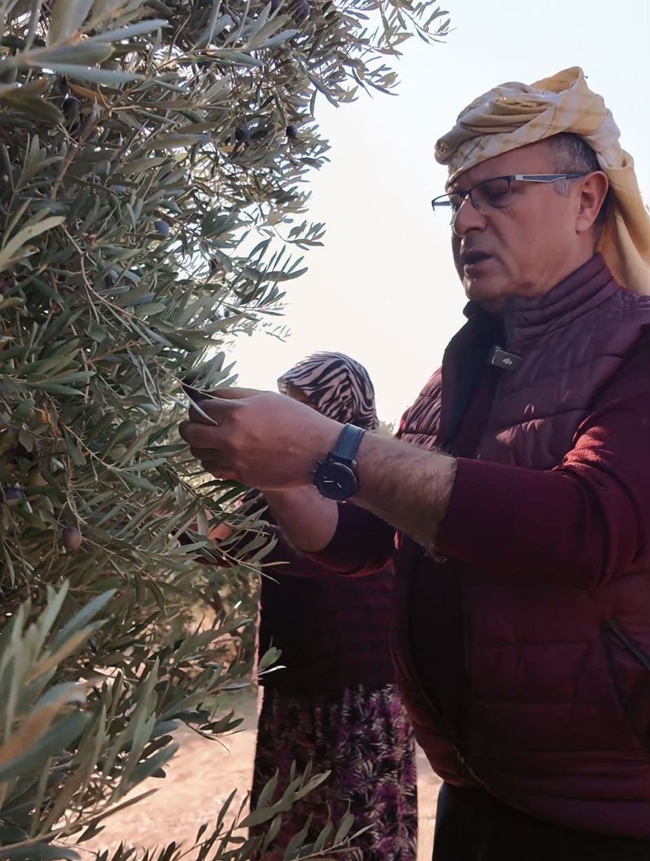 Başkan Öküzcüoğlu çiftçilerle birlikte zeytin hasadı yaptı
