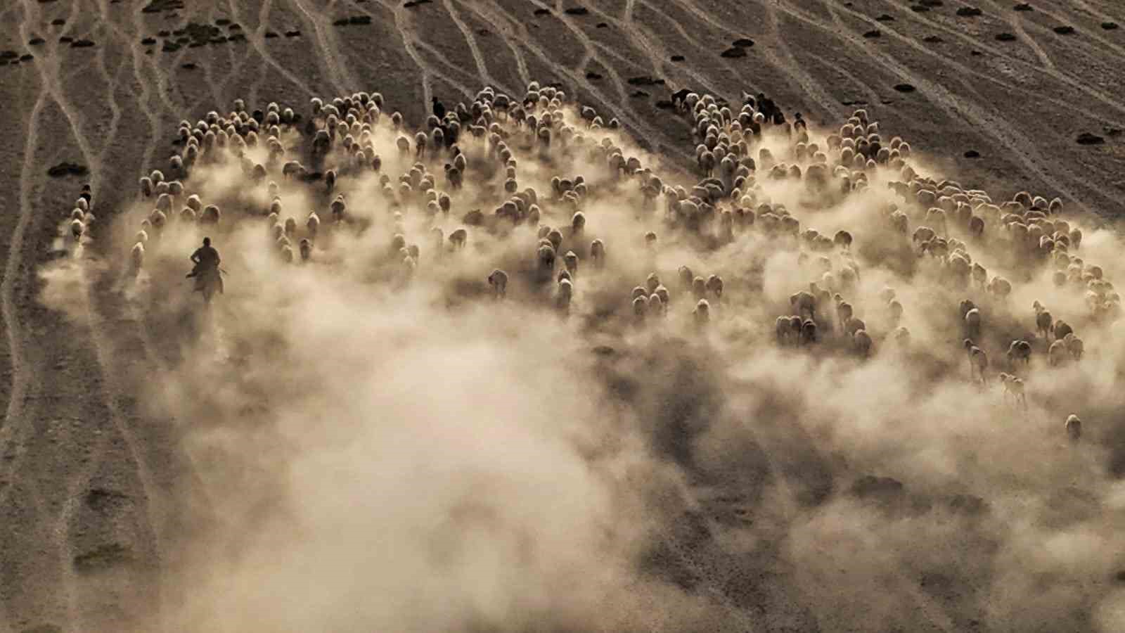 Arazide ilerleyen koyun ve kuzuların toz bulutlarıyla g&ouml;r&uuml;nt&uuml;s&uuml; g&ouml;rsel ş&ouml;len sundu
