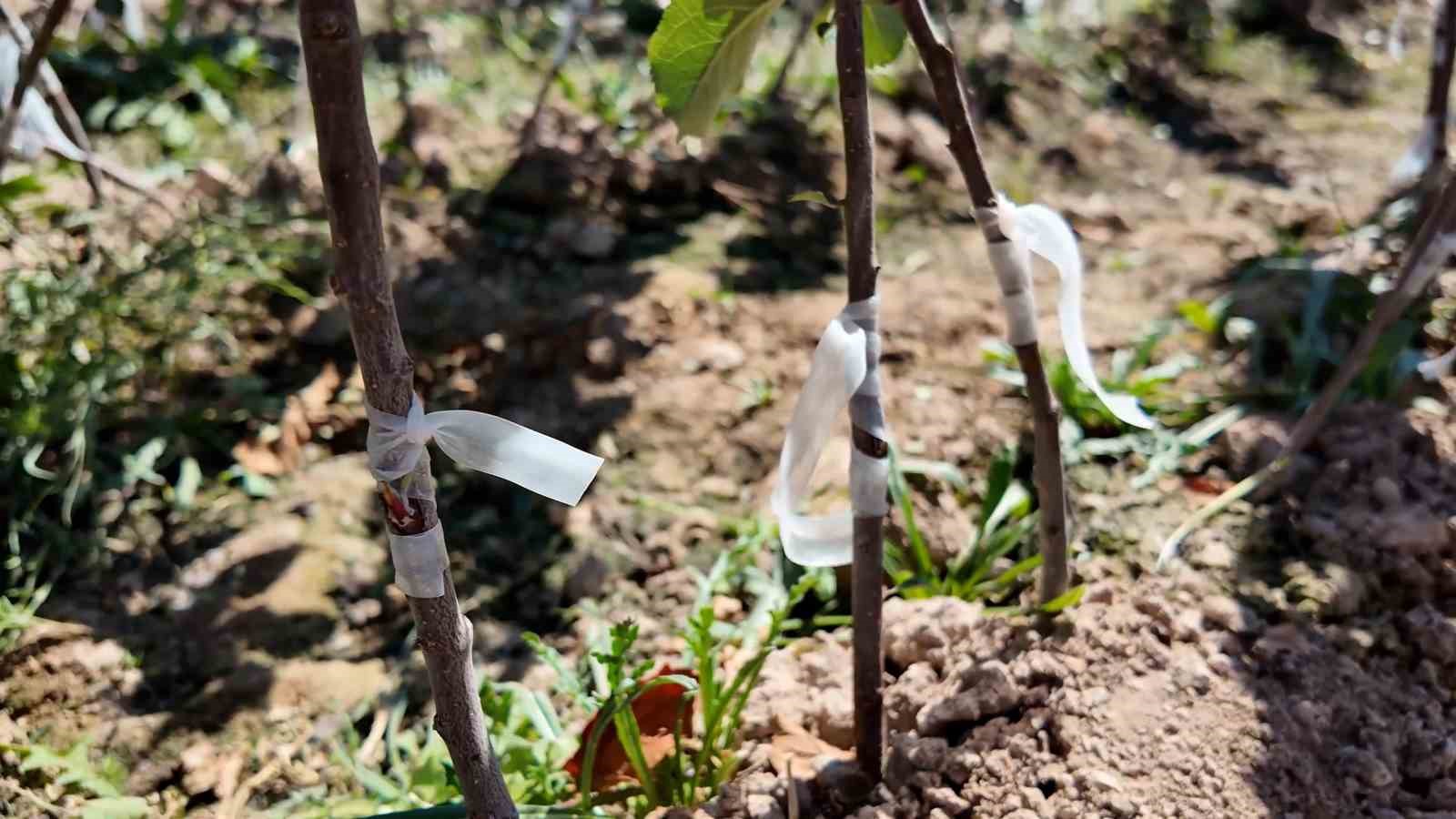 Niğde, elma fidanı &uuml;retiminde T&uuml;rkiye&rsquo;nin &ouml;nc&uuml;leri arasında
