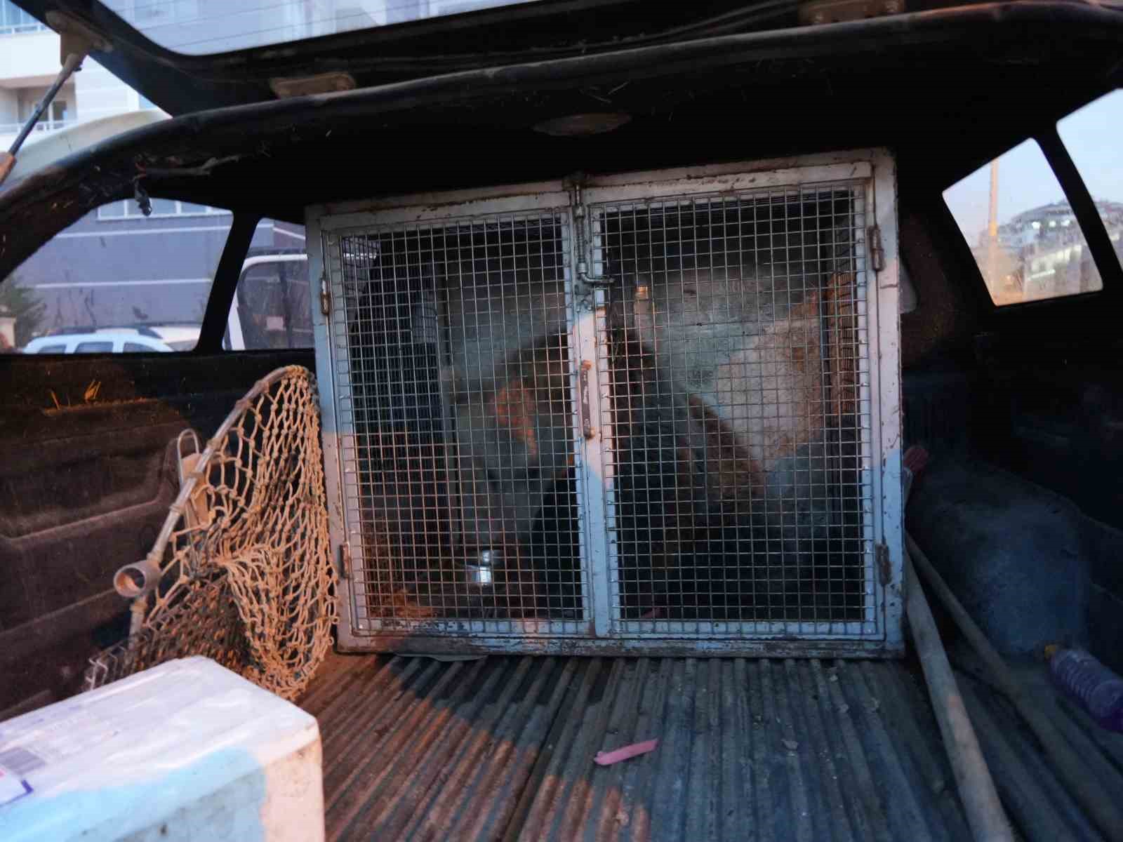 Kastamonu’da ilçenin maskotu haline gelen yavru ayılar, koruma altına alındı