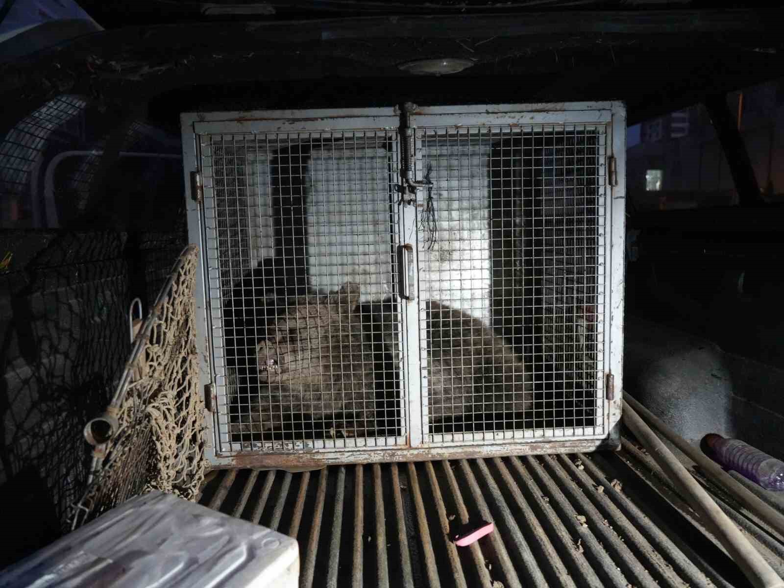 Kastamonu’da ilçenin maskotu haline gelen yavru ayılar, koruma altına alındı
