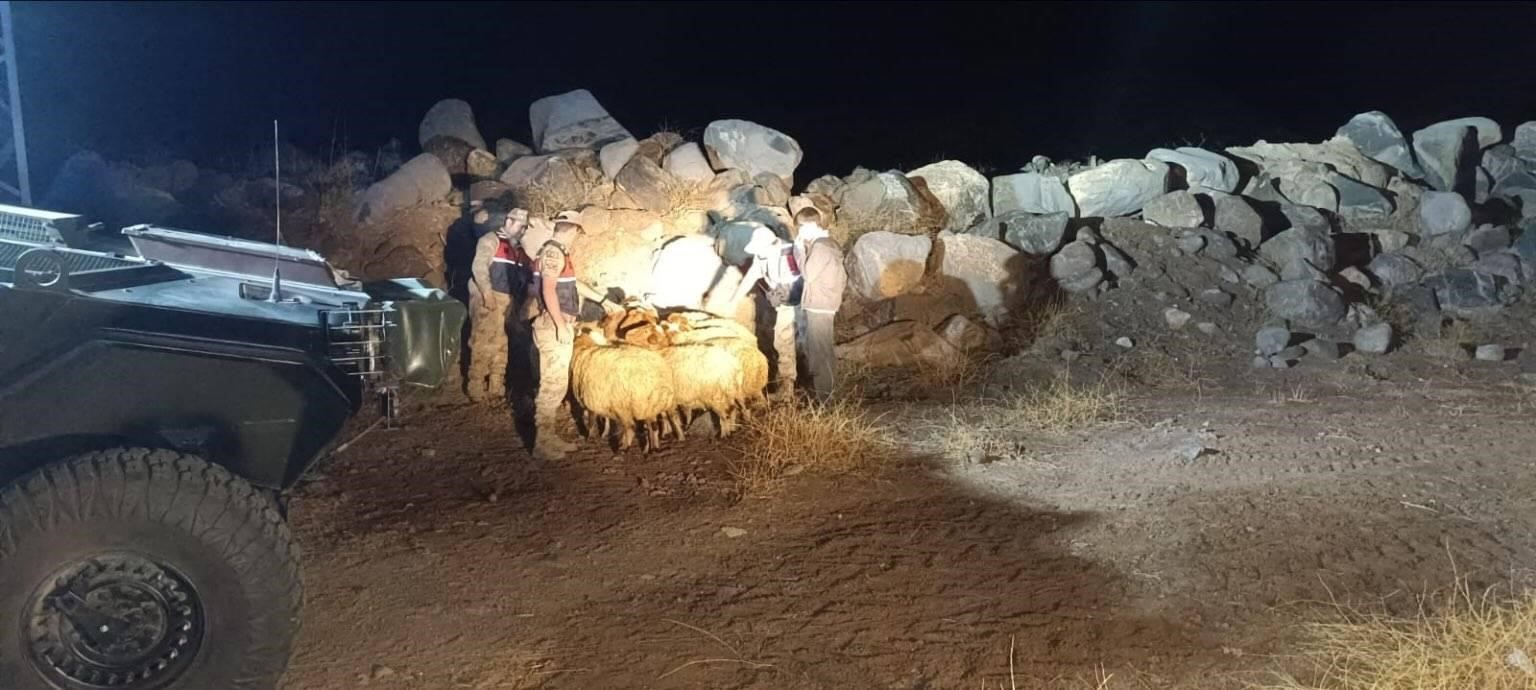 Kilis’te kaybolan 11 koyun jandarma ekiplerince bulundu