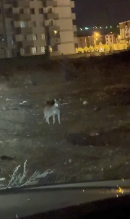 Kars’ın en şaşırtan misafiri: Kurt merkezde gezintiye çıktı