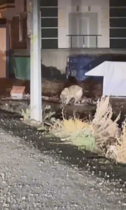 Kars&rsquo;ın en şaşırtan misafiri: Kurt merkezde gezintiye &ccedil;ıktı
