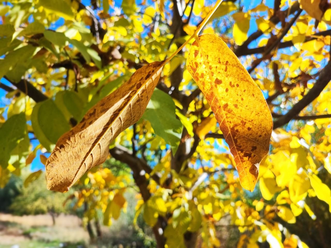 Sonbaharda ağaçlarda renk cümbüşü