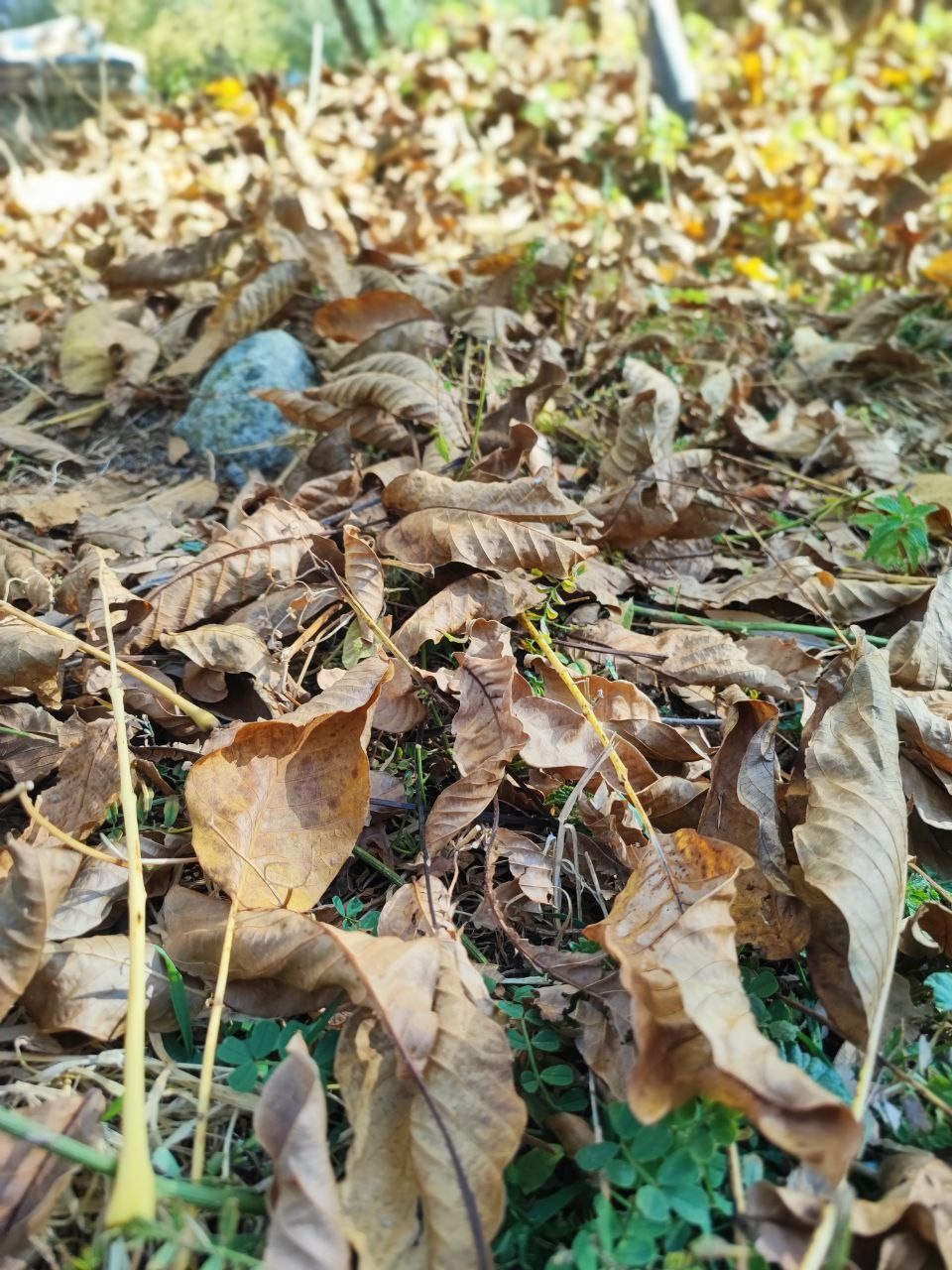 Sonbaharda ağa&ccedil;larda renk c&uuml;mb&uuml;ş&uuml;
