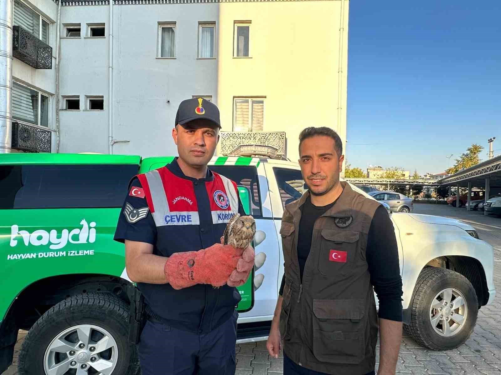 Kilis’te yaralı halde bulunan kerkenez kuşu koruma altına alındı