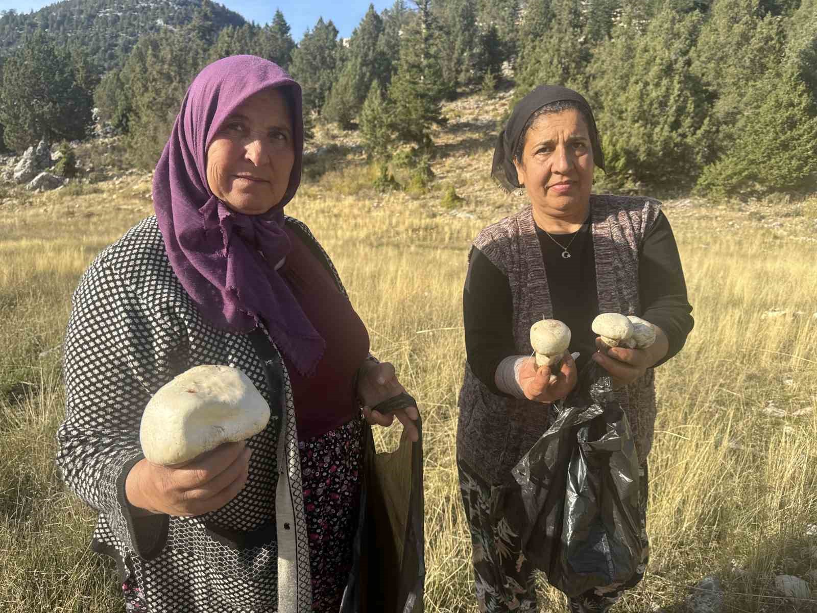 Toros’larda yağmurla birlikte mantar sezonu açıldı