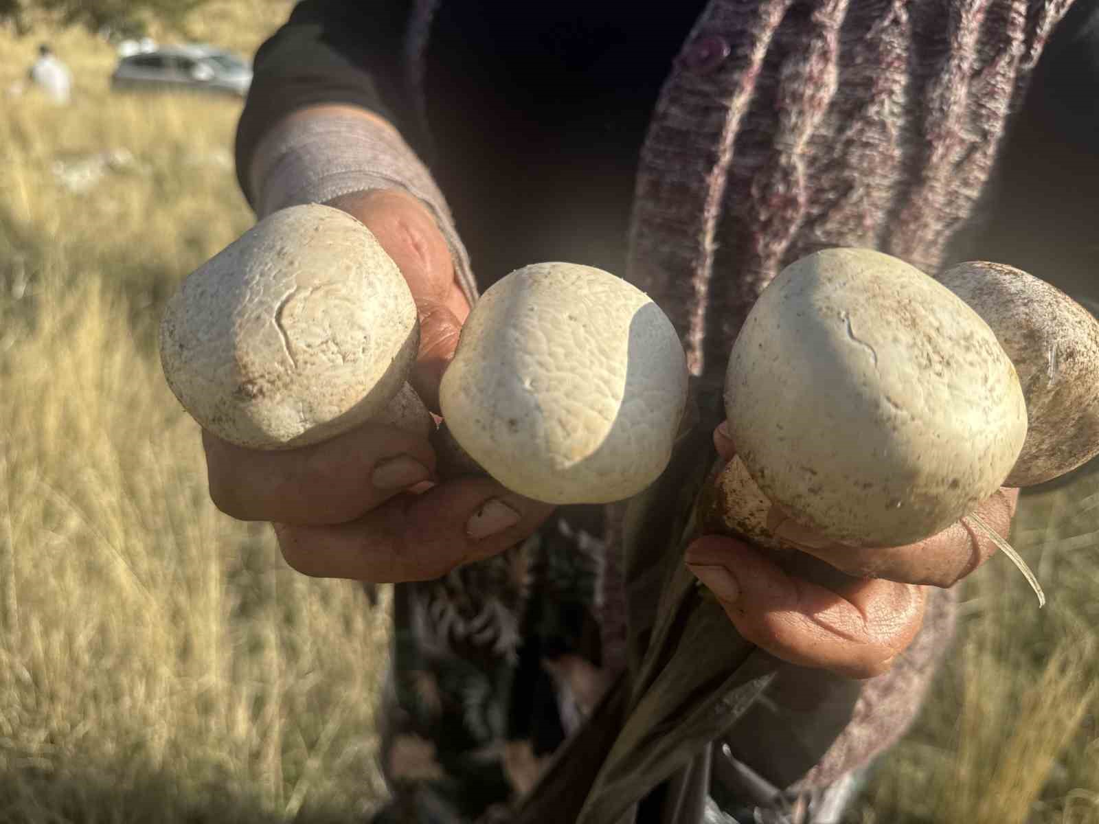Toros&rsquo;larda yağmurla birlikte mantar sezonu a&ccedil;ıldı

