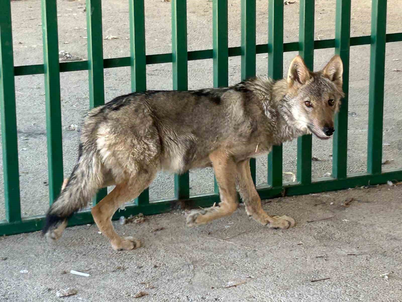 Zincire vurulmuş halde bulunan kurt rehabilite ediliyor
