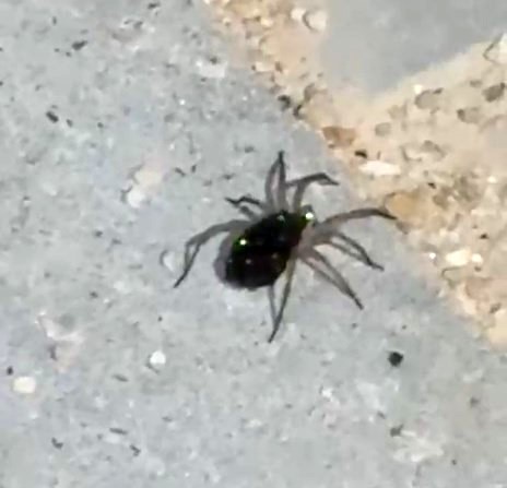 Elazığ’da kurt örümceği görüntülendi