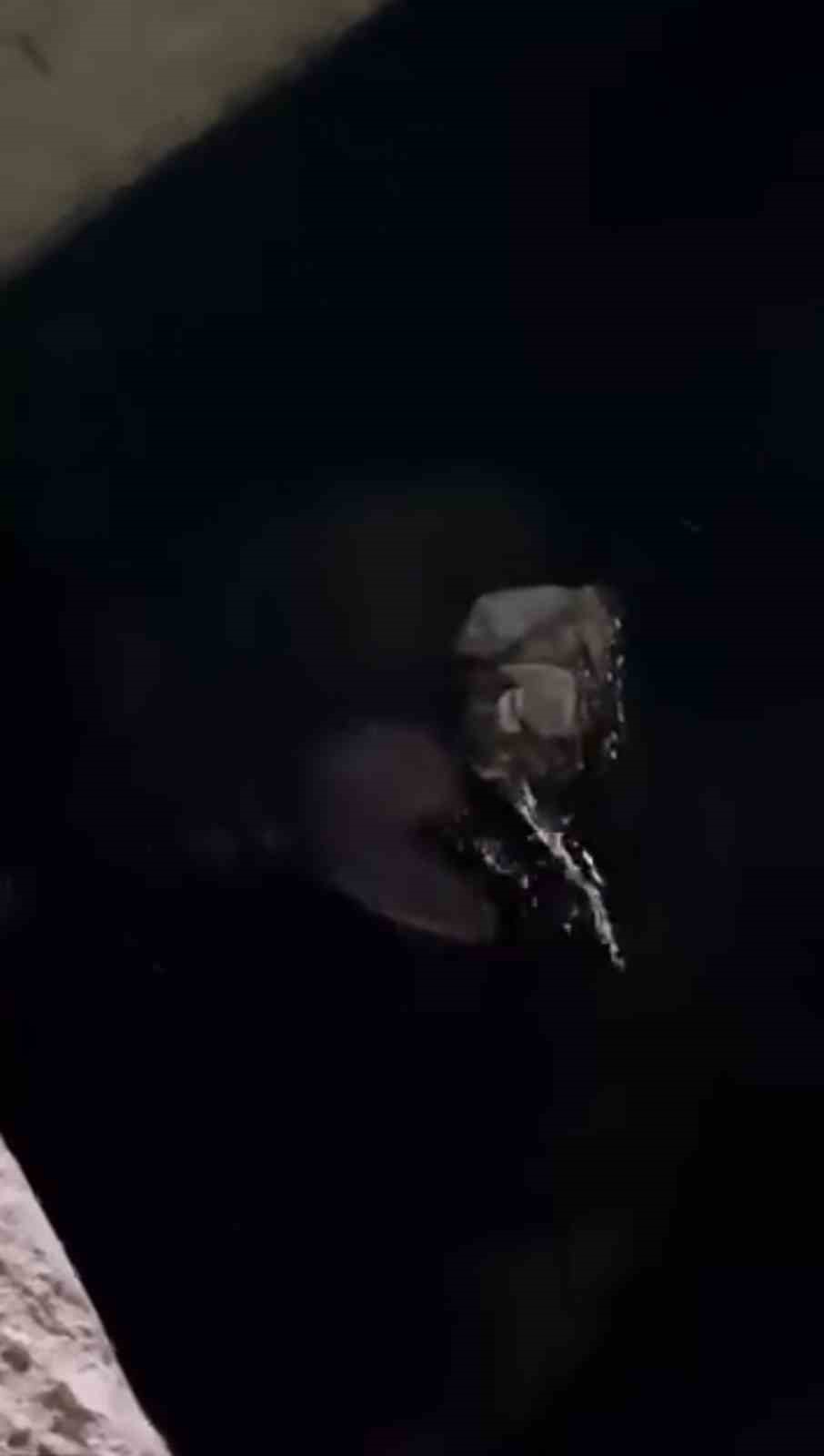 Yüksekova’da su samuru görüntülendi