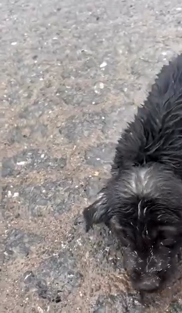 Yalova’da kamyon sürücüsü kafası plastik kaba sıkışan yavru köpeği kurtardı