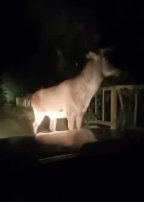 Karabük ormanlarında erkek geyik ve karaca görüntülendi