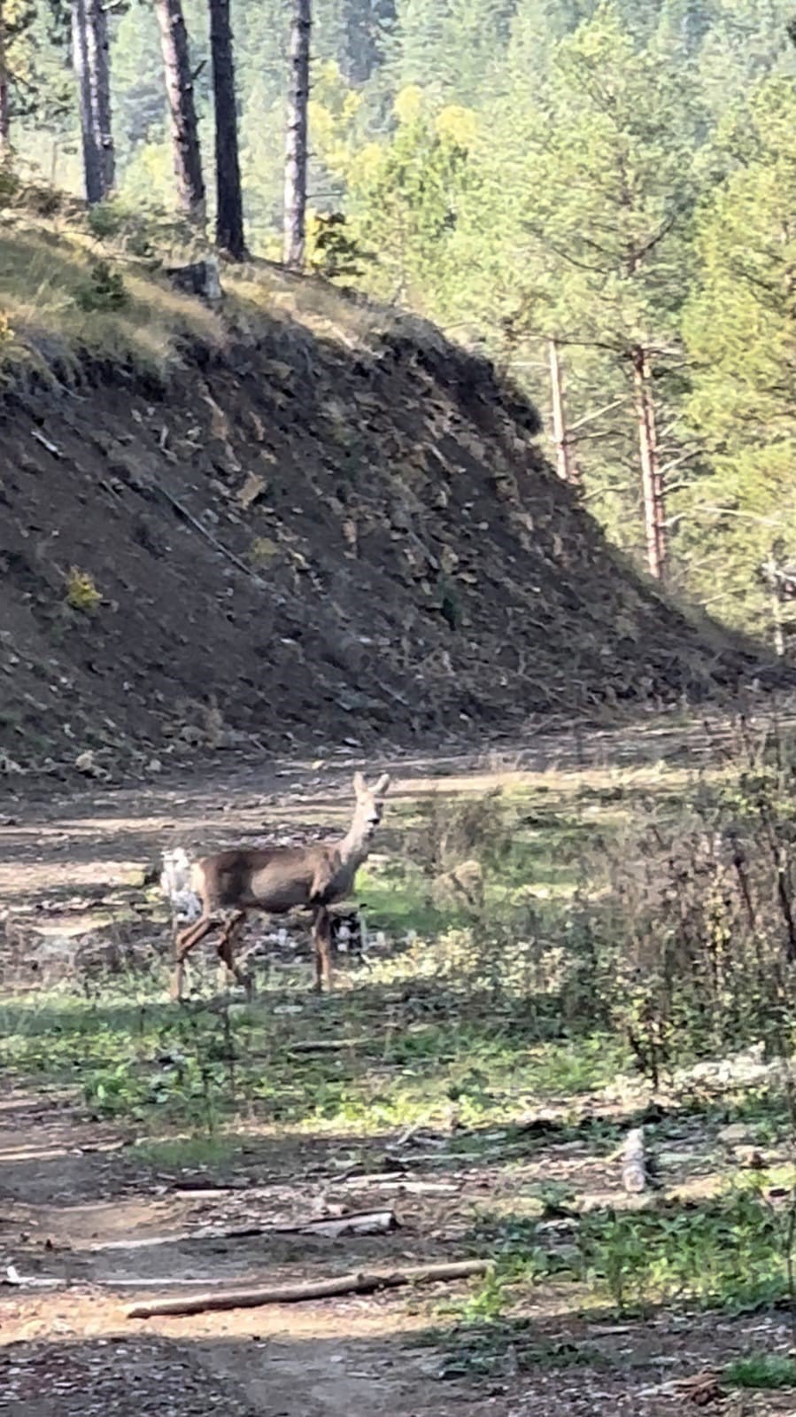 Karab&uuml;k ormanlarında erkek geyik ve karaca g&ouml;r&uuml;nt&uuml;lendi
