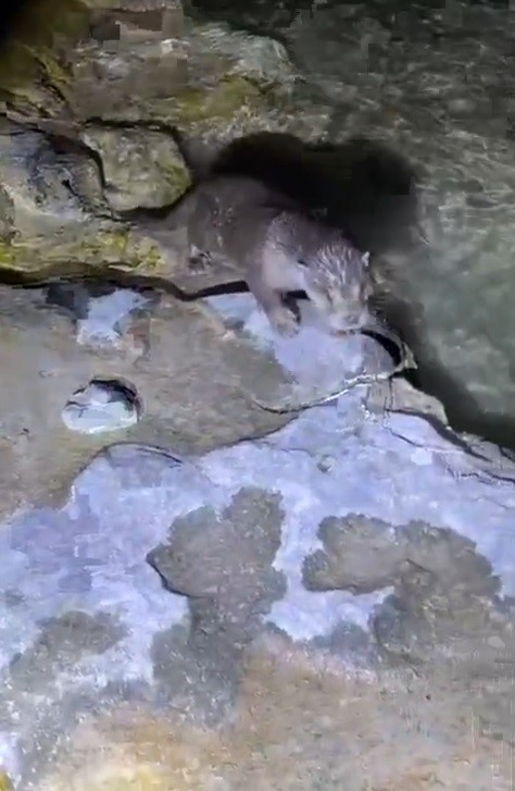 Halfeti’de su samuru görüldü