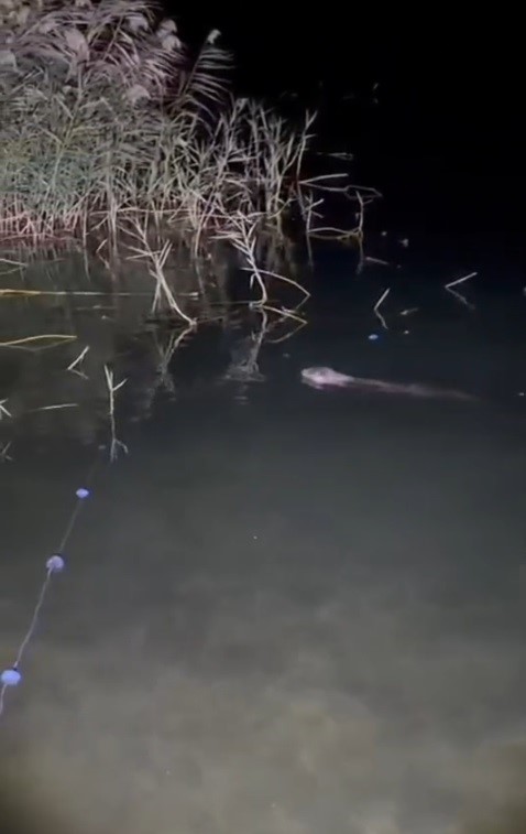 Halfeti’de su samuru görüldü